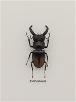 藏品(鞘翅目(外國))的圖片